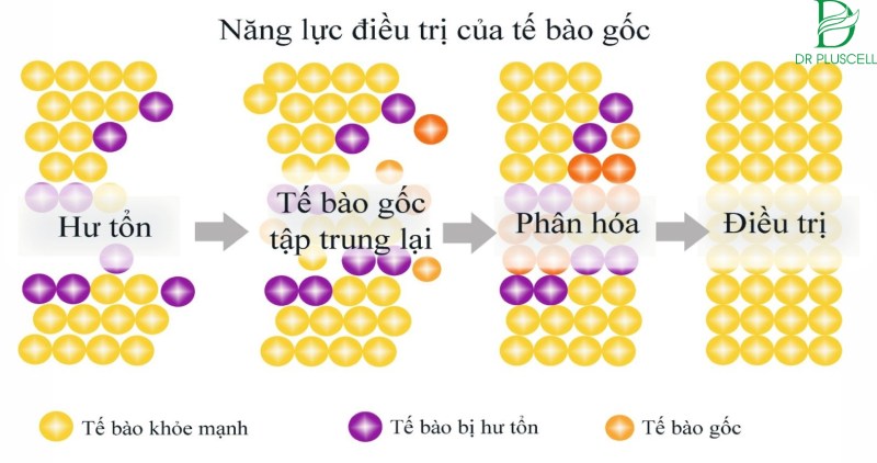 ý nghĩa của tế bào gốc