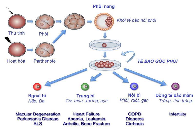 Các tế bào gốc đa năng cảm ứng (iPS)