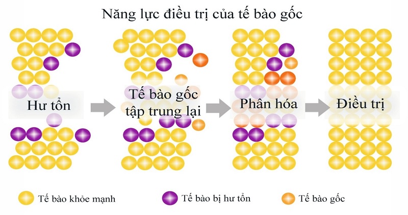 Ứng dụng tế bào gốc