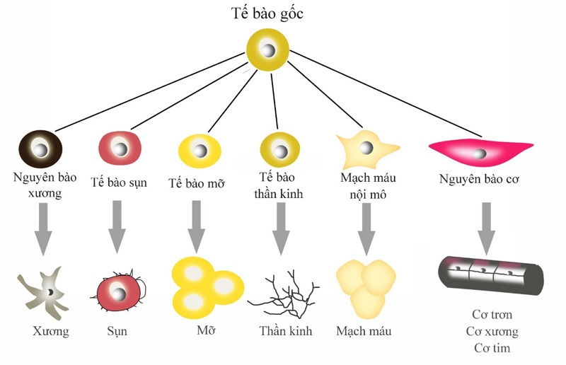 Nguồn gốc của tế bào gốc
