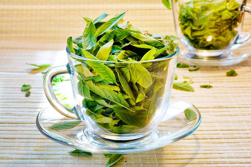 Lá trà xanh là một giải pháp tuyệt vời đôi mi của bạn
