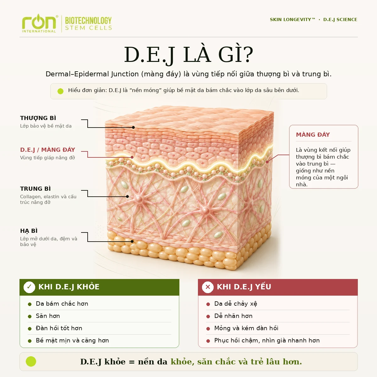 Skin Longevity™ và Dermal-Epidermal Junction DEJ trong định hướng khoa học RON INTERNATIONAL®